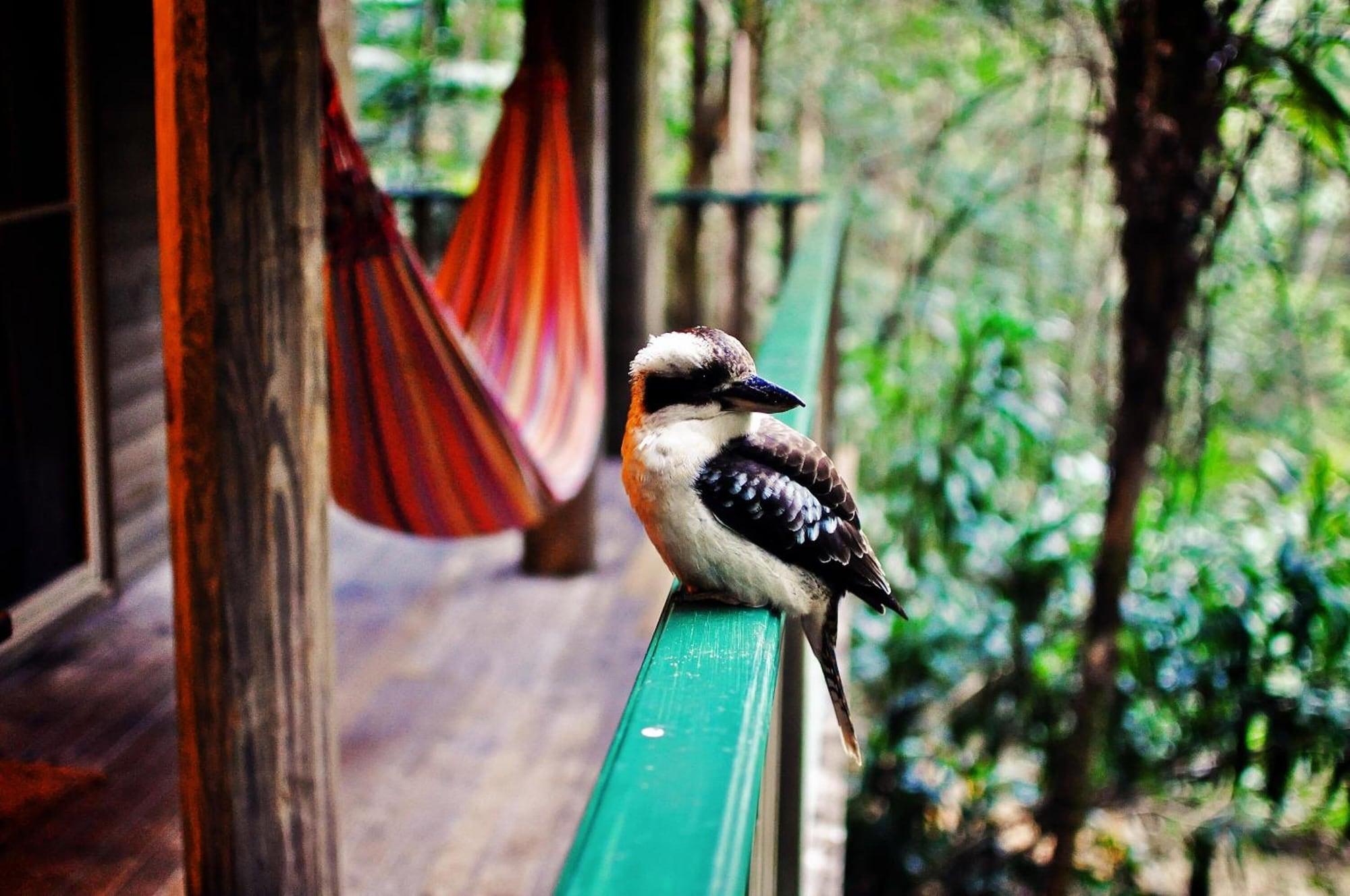 Narrows Escape Rainforest Retreat Монтвіль Екстер'єр фото